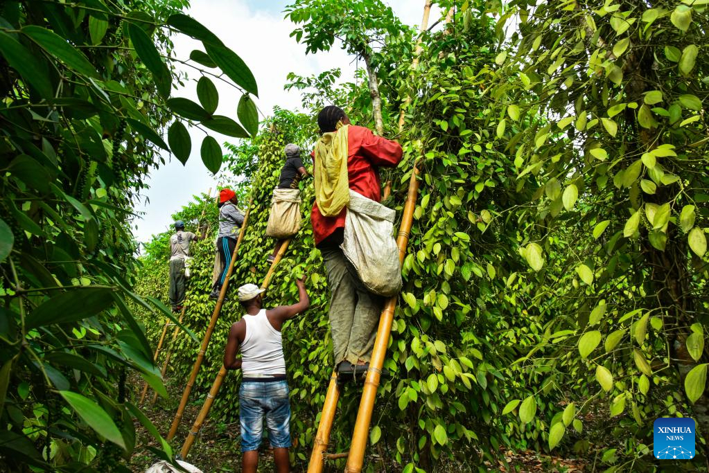 Récolteurs camerounais en pleine cueillette du poivre de Penja — gestes précis et traditionnels