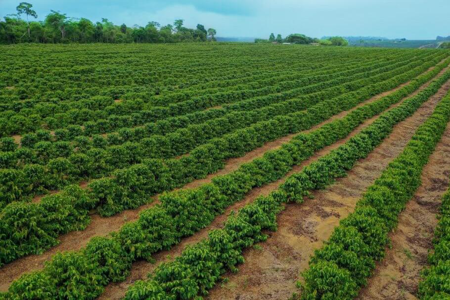 Vue aérienne de la plantation de poivre de Penja — rangées de poivriers à perte de vue, Cameroun